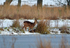 Roe Deer