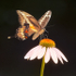 Giant Swallowtail