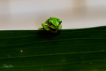 13 Tiny Green Frog