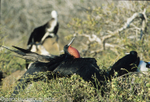Magnifiscent Frigatebird (North Seymour)