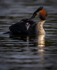 Great Crested Grebe chicks(Humbugs)