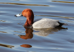 Redhead 1