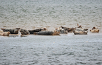Common Seals
