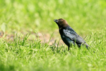 Male Brown-headed Cowbird, Minnesota, USA