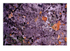 Fleurs Orange
