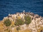 Common Guillemots