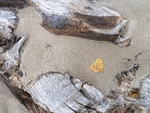 DRIFTWOOD - LONG POINT BEACH