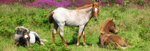 Young Welsh Mountain Foals