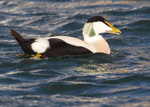 Eider Duck 1