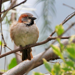 Rufous Sparrow portfolio