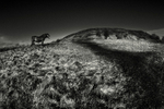 Moors Pony