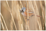 Panurus biarmicus - What a Mouthful 