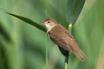 Reed Warbler perched at Otmoor RSPB