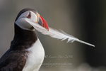 Puffin with feather gift