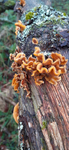 Hairy Curtain Crust