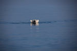 Polar bear  7739
