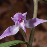 Red Helleborine (Cephalanthera rubra)