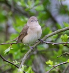 Garden Warbler