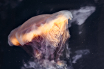 Lions mane jellyfish