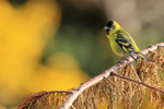 Black-chinned Siskin side view, Carcass Island, Falklands