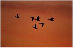 Mallards in Flight