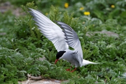 Fife_Common tern 0013