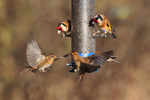 Lesser Redpolls & Goldfinches around the niger seed feeder at Otmoor