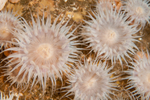 Sagartia elegans nivea