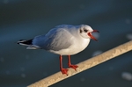 Black-headed Gull