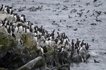 Common Guillemots