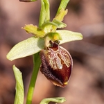 Archipelago Orchid (Ophrys archipelagi)…  synonymous with O.x arachnitiformis or  O x arachnitiformis Nm ‘archipelagiT