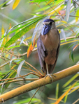 Boat-billed Heron, Costa Rica