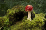 Fly Agaric