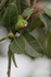 Yellow-chevroned Parakeet eating fruit, Porto Jofre, Brazil