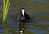 Coot