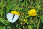 Small White