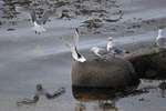 Kittiwakes