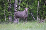 Elk (Moose)