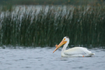 American White Pelican portfolio
