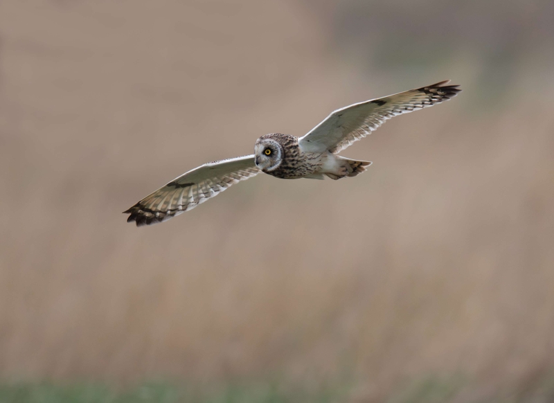 Short Eared Owl