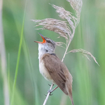 Digital 1st Jan Sullivan Great Reed Warbler in Full Song