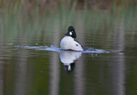 Goldeneye