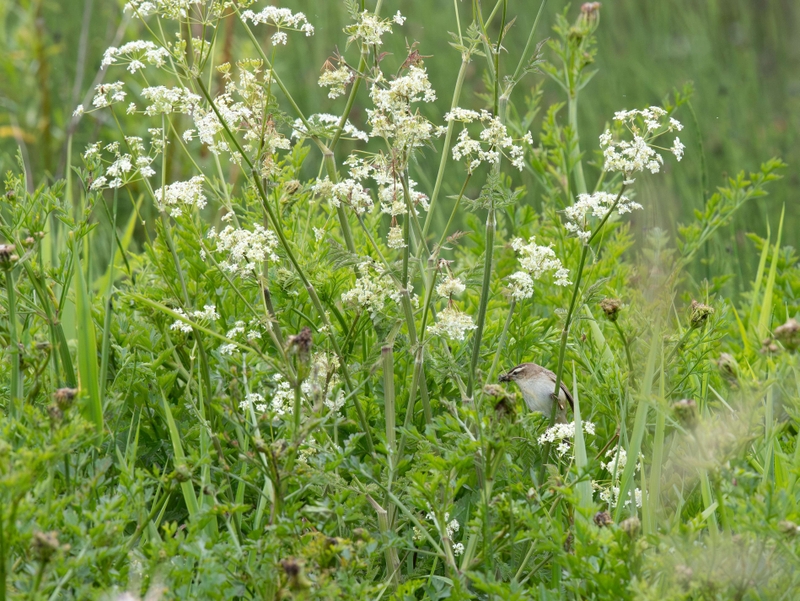 Sedge Warbler - Isle of Skye - Scotland