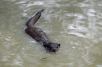 Otter
