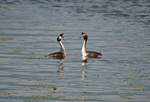 Great Crested Grebes