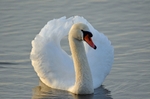 Mute Swan