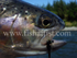 Rainbow Trout Head.