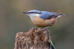 Nuthatch.