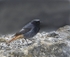 Black Redstart