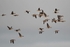 Greater (Greenland) White-fronted Geese